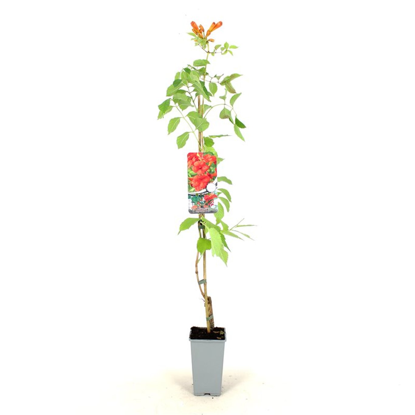 Trumpetranka – Campsis tagliabuana 'Mme Galen' - C2 80-100 CM